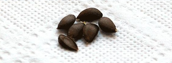 Семена яблони для Су Джок семянотерапии. Направление энергии от острия к широкому концу.