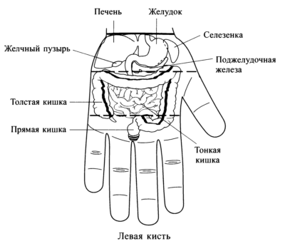 Пример системы соответствия. Органы брюшной полости на левой кисти