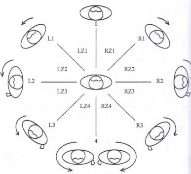 Пример: 8 зон и направлений поворотов туловища